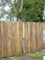 Tree Growing through a Fence