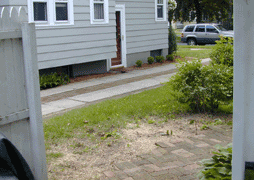 trees cut and stumped below ground level