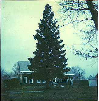 Tree to be Cut